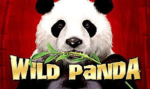 Wild Panda