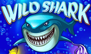 Wild Shark