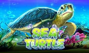 Sea Turtle